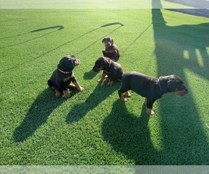 Doberman Pinscher Litter for sale in AUBURN, IN, USA