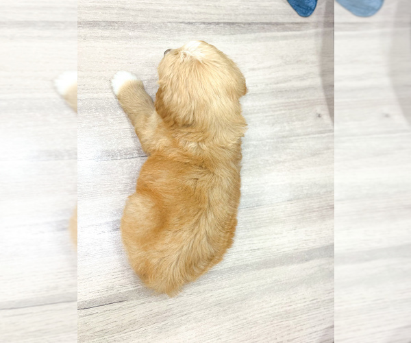 Medium Photo #3 Goldendoodle (Miniature) Puppy For Sale in MILLERSBURG, OH, USA