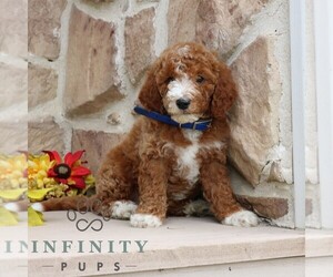 Goldendoodle (Miniature) Puppy for sale in GORDONVILLE, PA, USA