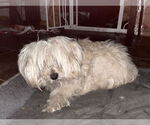 Small Poodle (Miniature)