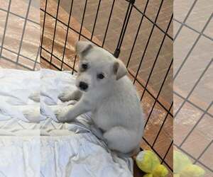 Golden Labrador Dogs for adoption in SHERBURNE, NY, USA