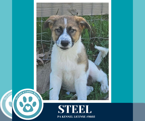 Medium Photo #3 Mutt Puppy For Sale in Kimberton, PA, USA