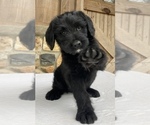 Small Photo #4 Golden Mountain Dog Puppy For Sale in WEST GROVE, PA, USA