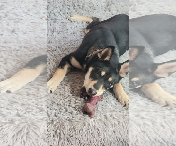 Medium Photo #5 German Shepherd Dog-Unknown Mix Puppy For Sale in Sandy, UT, USA