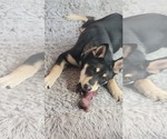 Small #4 German Shepherd Dog Mix