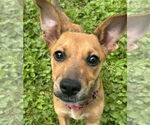 Small #3 Jack Russell Terrier-Papillon Mix