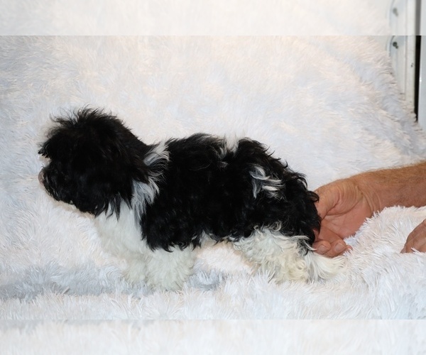 Medium Photo #7 ShihPoo Puppy For Sale in DYERSBURG, TN, USA
