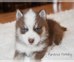 Image preview for Ad Listing. Nickname: Winston Pomsky