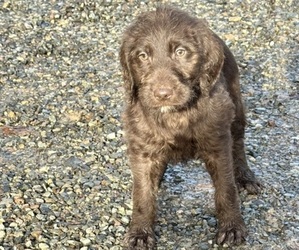 German Shorthaired Pointer-Goldendoodle Mix Puppy for sale in CASTLE ROCK, WA, USA