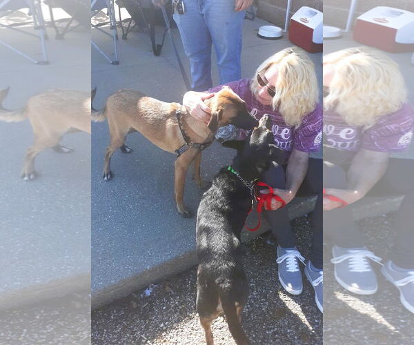 Medium Photo #4 Mutt Puppy For Sale in Rootstown, OH, USA