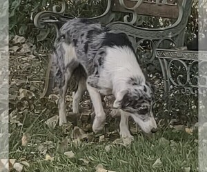 Mother of the Border Collie puppies born on 05/24/2025