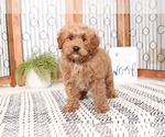 Small Photo #1 Goldendoodle Puppy For Sale in NAPLES, FL, USA