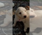 Small Photo #10 Golden Pyrenees-Great Pyrenees Mix Puppy For Sale in RAVENNA, MI, USA