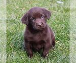 Small Photo #5 Labrador Retriever Puppy For Sale in NARVON, PA, USA