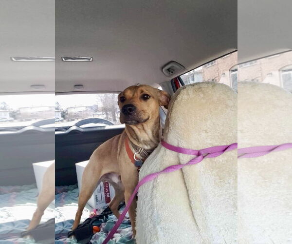 Medium Photo #4 Mutt Puppy For Sale in Oro Medonte, Ontario, Canada