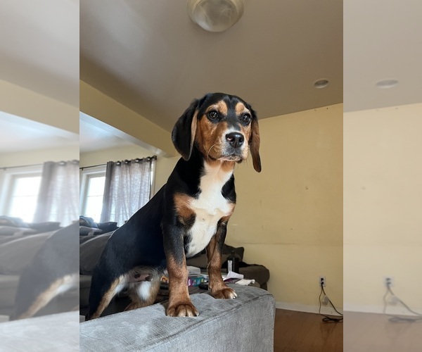 Medium Photo #1 Beagle Puppy For Sale in BETHLEHEM, CT, USA