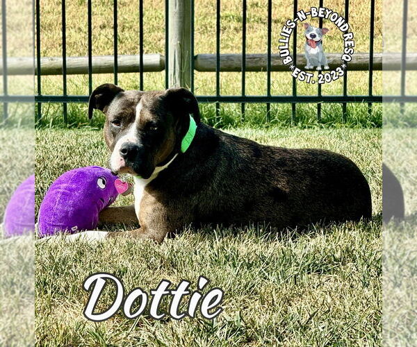 Medium Photo #12 American Pit Bull Terrier-Bulldog Mix Puppy For Sale in Omaha, NE, USA