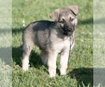 Small #15 German Shepherd Dog