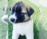 Small Photo #17 Akita-Alusky Mix Puppy For Sale in SAN JACINTO, CA, USA