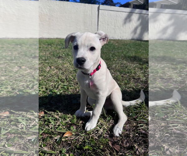 Medium Photo #1 Anatolian Pyrenees Puppy For Sale in Royal Palm Beach, FL, USA