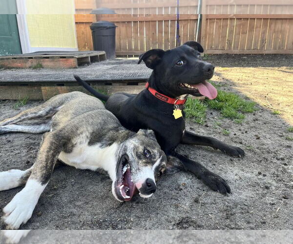 Medium Photo #17 Labrador Retriever-Unknown Mix Puppy For Sale in Garner, NC, USA