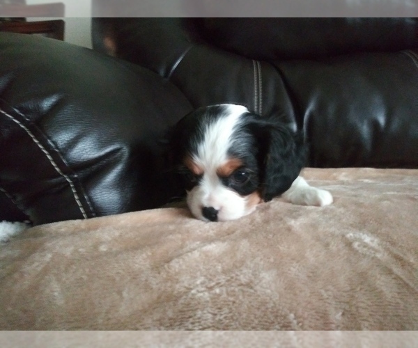 Medium Photo #22 Cavalier King Charles Spaniel Puppy For Sale in HOWLAND, OH, USA