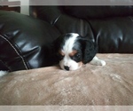 Small Photo #22 Cavalier King Charles Spaniel Puppy For Sale in HOWLAND, OH, USA