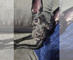 Small #1 Chihuahua Mix