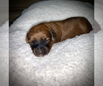 Puppy 2 Poodle (Toy)-Soft Coated Wheaten Terrier Mix