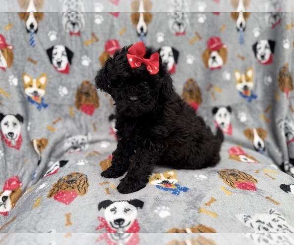 Medium Photo #1 Shih-Poo Puppy For Sale in LAKELAND, FL, USA