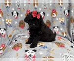 Small Shih-Poo