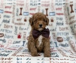 Adam - Male Cavapoo (Miniature) Puppy for Sale - Photo #7