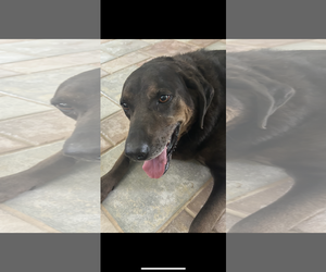 Labrador Retriever-Unknown Mix Dogs for adoption in The Woodlands, TX, USA