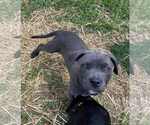 Small #2 American Pit Bull Terrier-American Staffordshire Terrier Mix