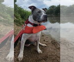 Small #4 American Pit Bull Terrier-American Staffordshire Terrier Mix