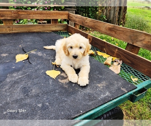 Medium Photo #4 Goldendoodle Puppy For Sale in LEON, KS, USA
