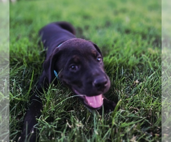 Medium Photo #4 Cane Corso-Doberman Pinscher Mix Puppy For Sale in MODESTO, CA, USA