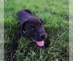 Small #3 Cane Corso-Doberman Pinscher Mix