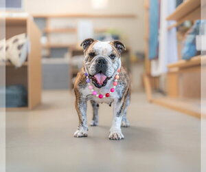 Melon - Female Bulldog Dog for Adoption - Photo #7