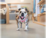 Small #6 Bulldog