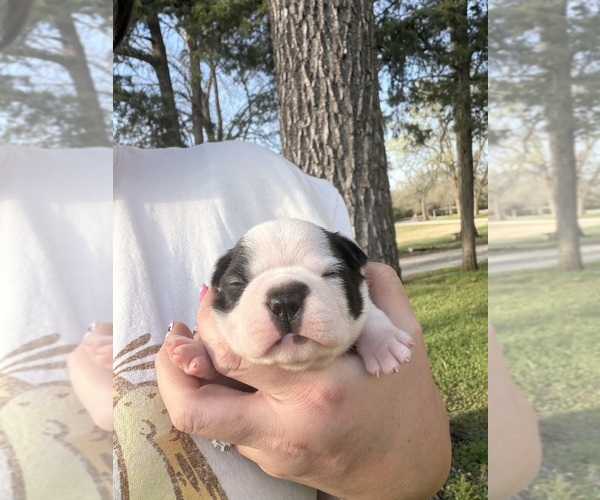 Medium Photo #2 Boston Terrier Puppy For Sale in FREDONIA, KS, USA