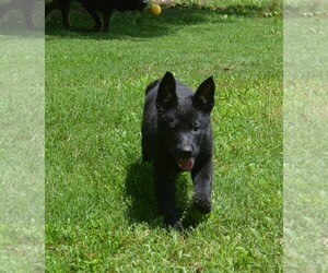 German Shepherd Dog Puppy for sale in POWDER SPRINGS, GA, USA