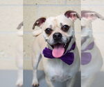 Small #2 Pug Mix
