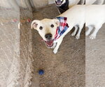 Small #2 Labrador Retriever Mix
