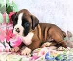 Puppy Puppy 8 Boxer