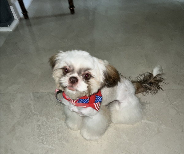Medium Photo #7 Shih Tzu Puppy For Sale in MIAMI, FL, USA