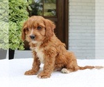 Small #3 Cavapoo (Miniature)