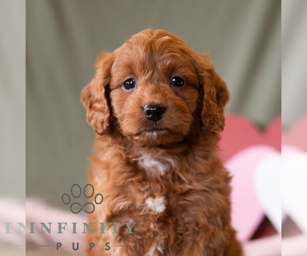 Medium Photo #4 Cavapoo (Miniature) Puppy For Sale in DORNSIFE, PA, USA
