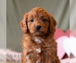 Small #3 Cavapoo (Miniature)