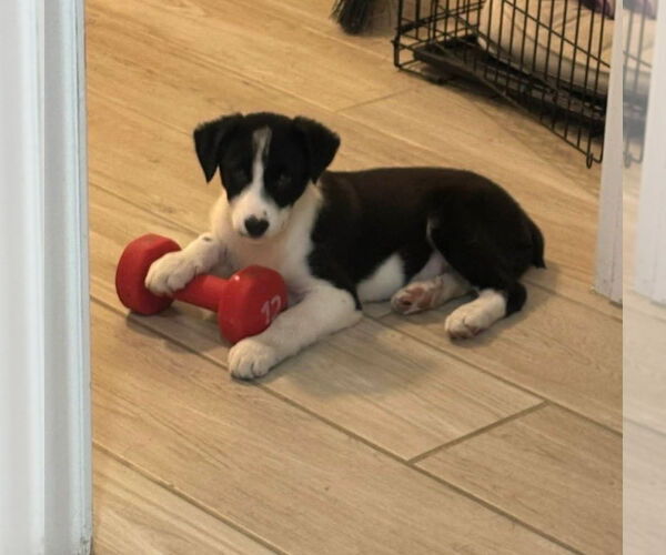 Medium Photo #3 Australian Shepherd-Unknown Mix Puppy For Sale in Grafton, WI, USA